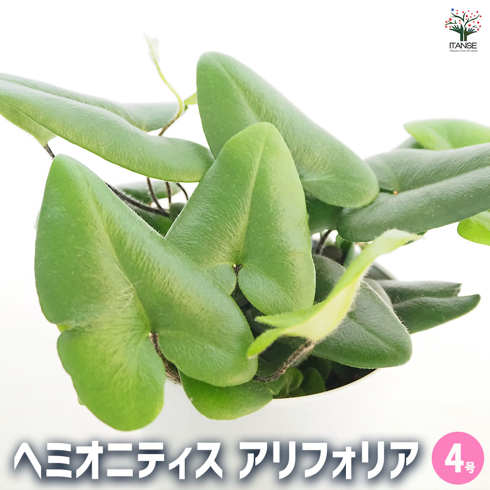ヘミオニティス アリフォリア 【観葉植物 4号】｜ 【植物の