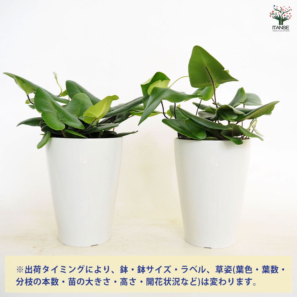 ヘミオニティス アリフォリア ＋4点 ヘミオニティス アリフォリア 【観葉植物 4号】｜ 【植物の