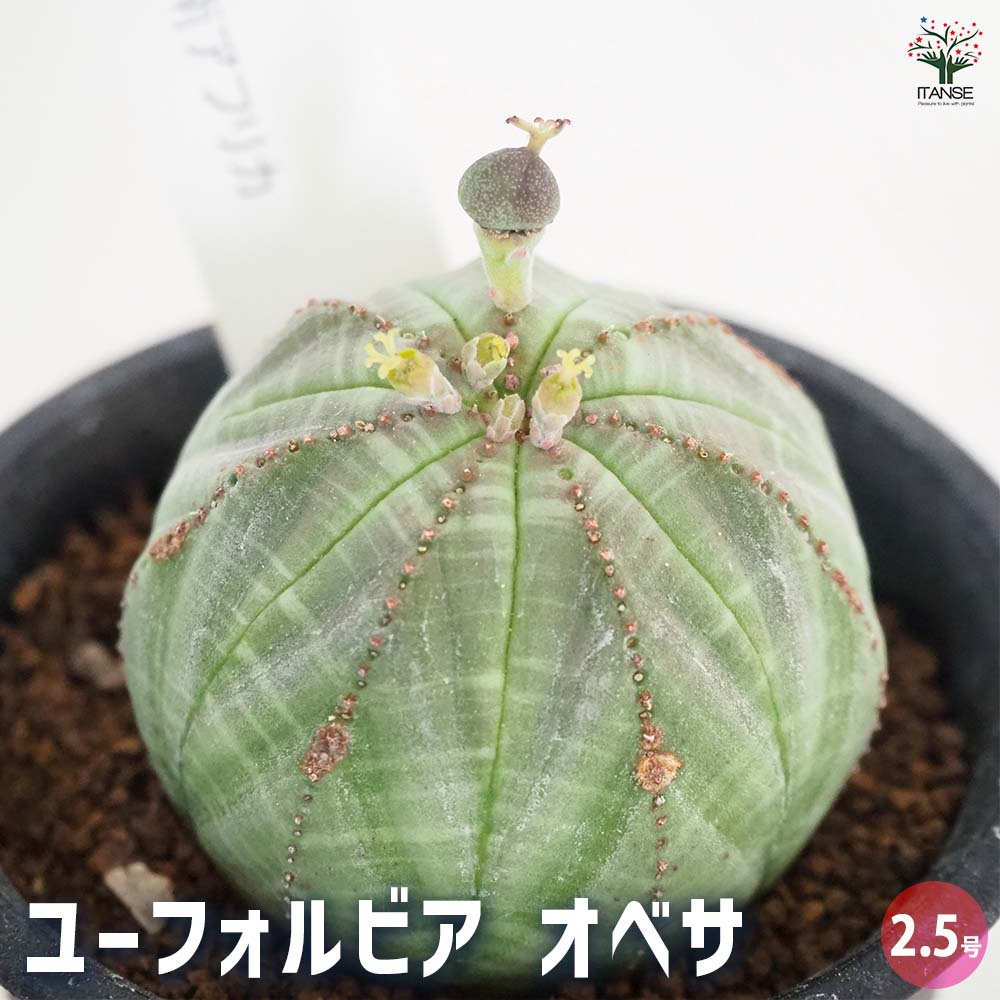 ユーフォルビア オベサ 【多肉植物 2.5号／1個売り】｜ 【植物の
