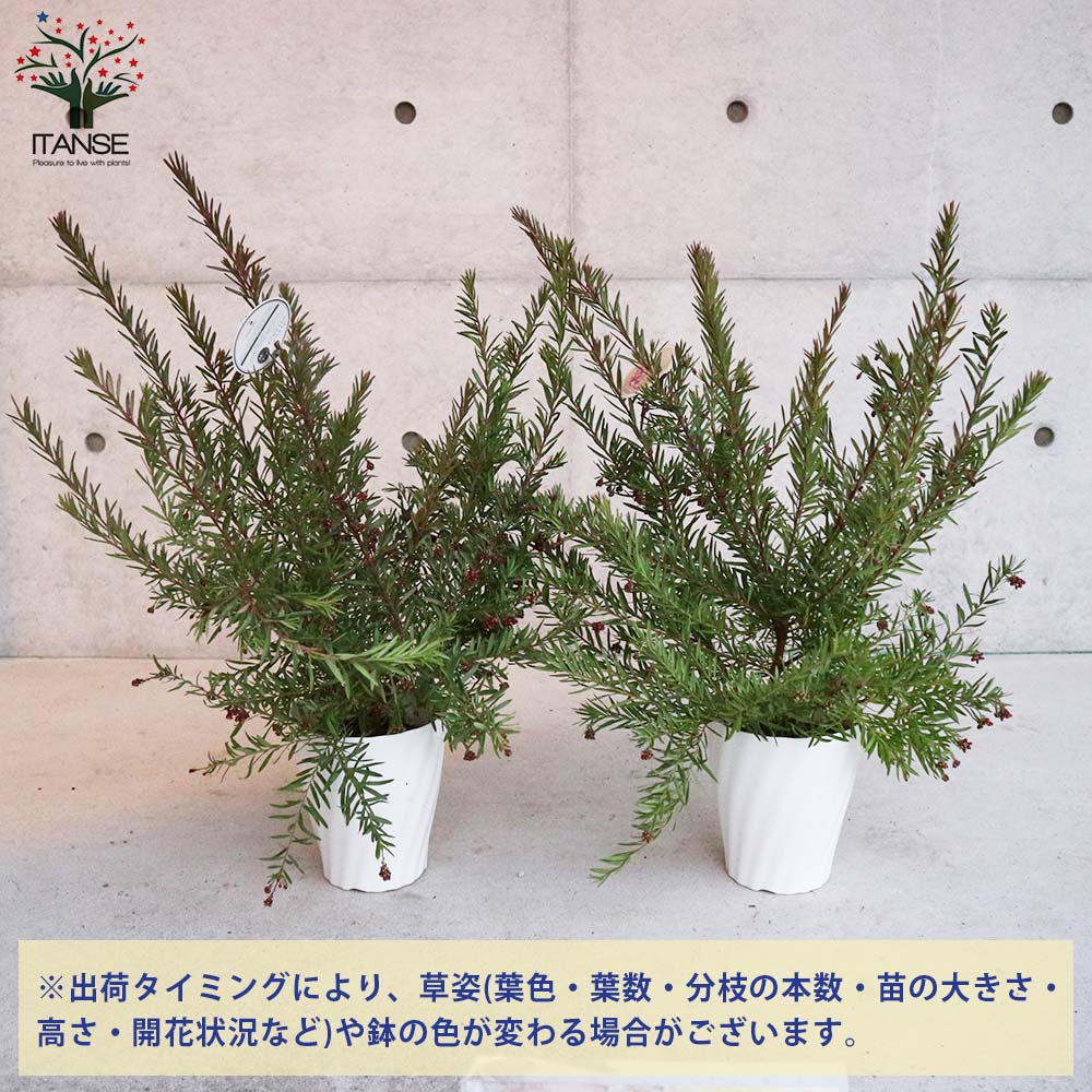 グレビレア・ジョンエバンス【庭木 5号鉢／1個売り】｜ 【植物の