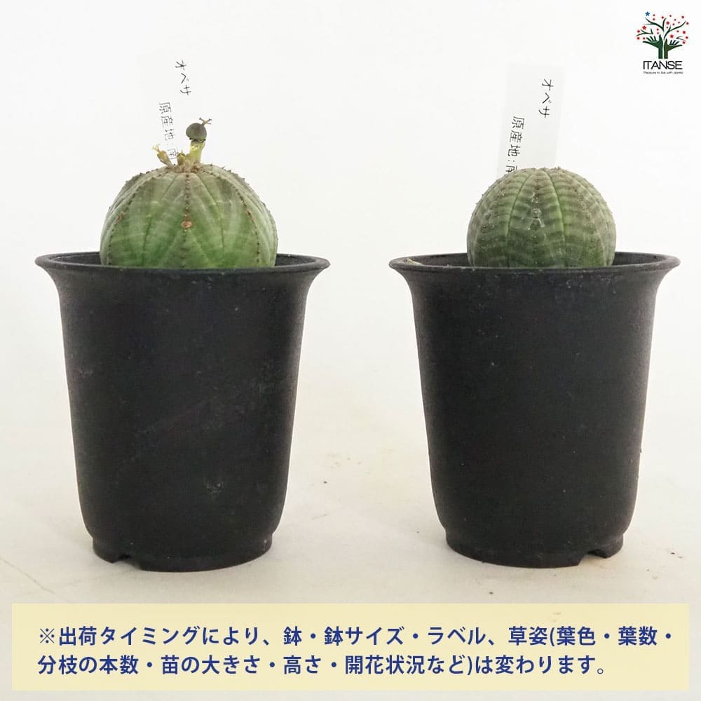 ユーフォルビアオベサ2株セット 2頭タイプ】メス株 Euphorbia Obesa ユーフォルビア オベサ