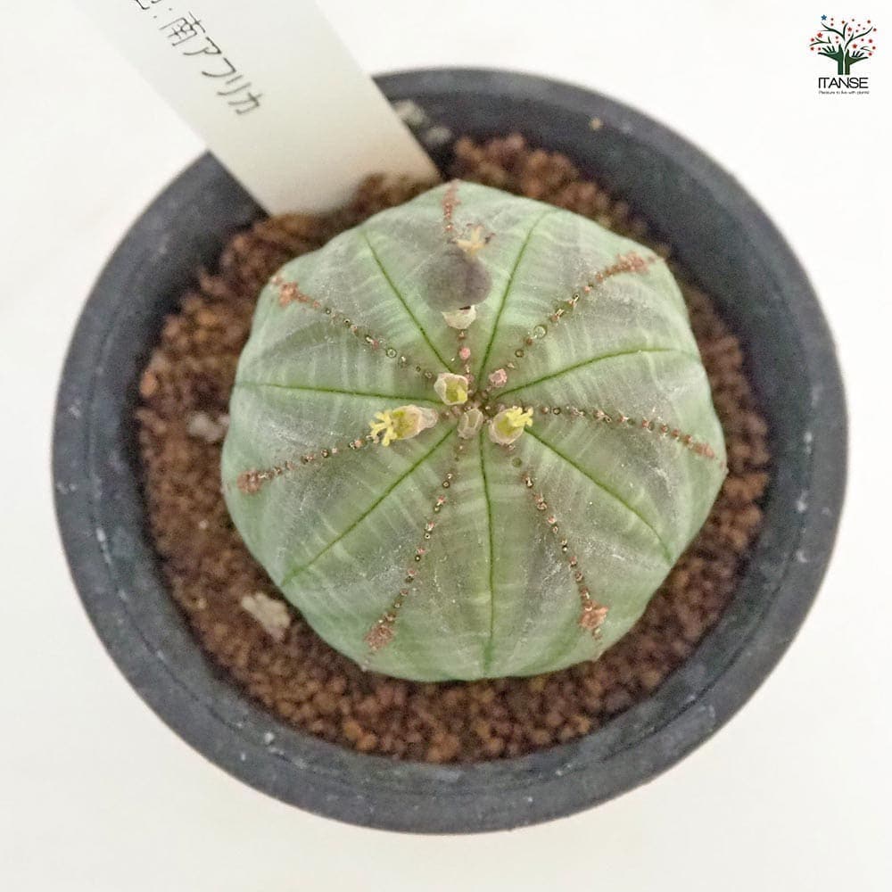 ユーフォルビアオベサ５セット セット販売【オベサ＋鉢】セキグチタカヒト氏“Opot” Euphorbia