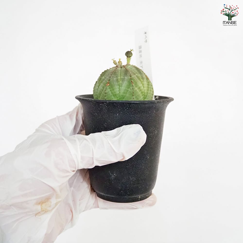 ユーフォルビア オベサ 【多肉植物 2.5号／1個売り】｜ 【植物の
