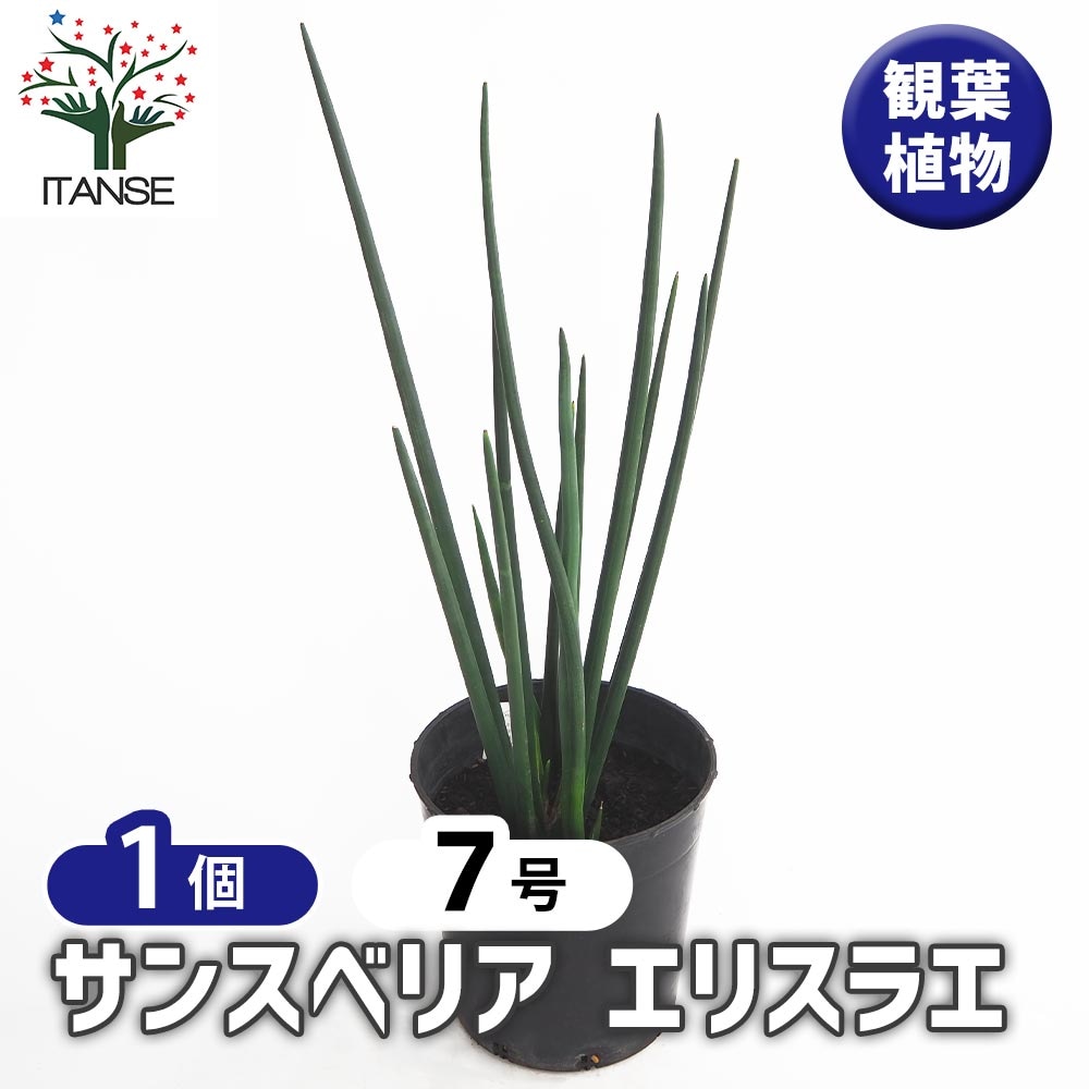 サンスベリア エリスラエ 【観葉植物 7号／1個売り】｜ 【植物の