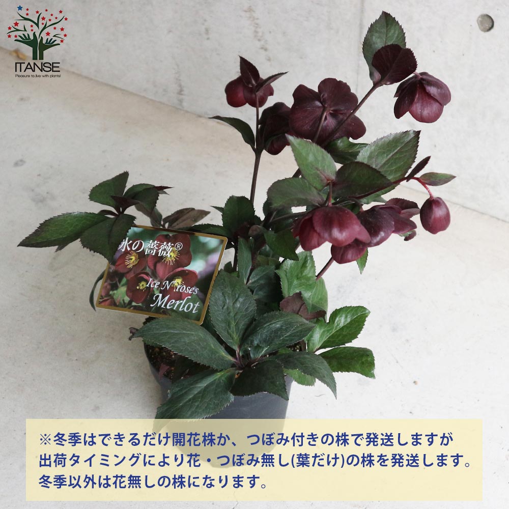 クリスマスローズ HGC 氷の薔薇”メルロー(Merlot)” CRAFTED【花苗 7号 クリスマスローズ HGC 氷の薔薇”メルロー(Merlot)” CRAFTED【花苗 7号