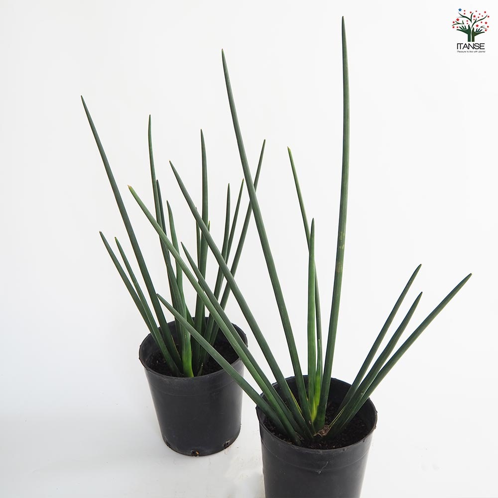 サンスベリア エリスラエ 【観葉植物 7号／1個売り】｜ 【植物の