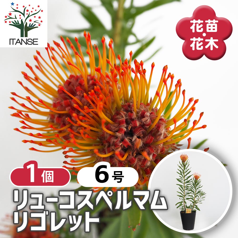 リューコスペルマム リゴレット 【花木苗 6号／1個売り