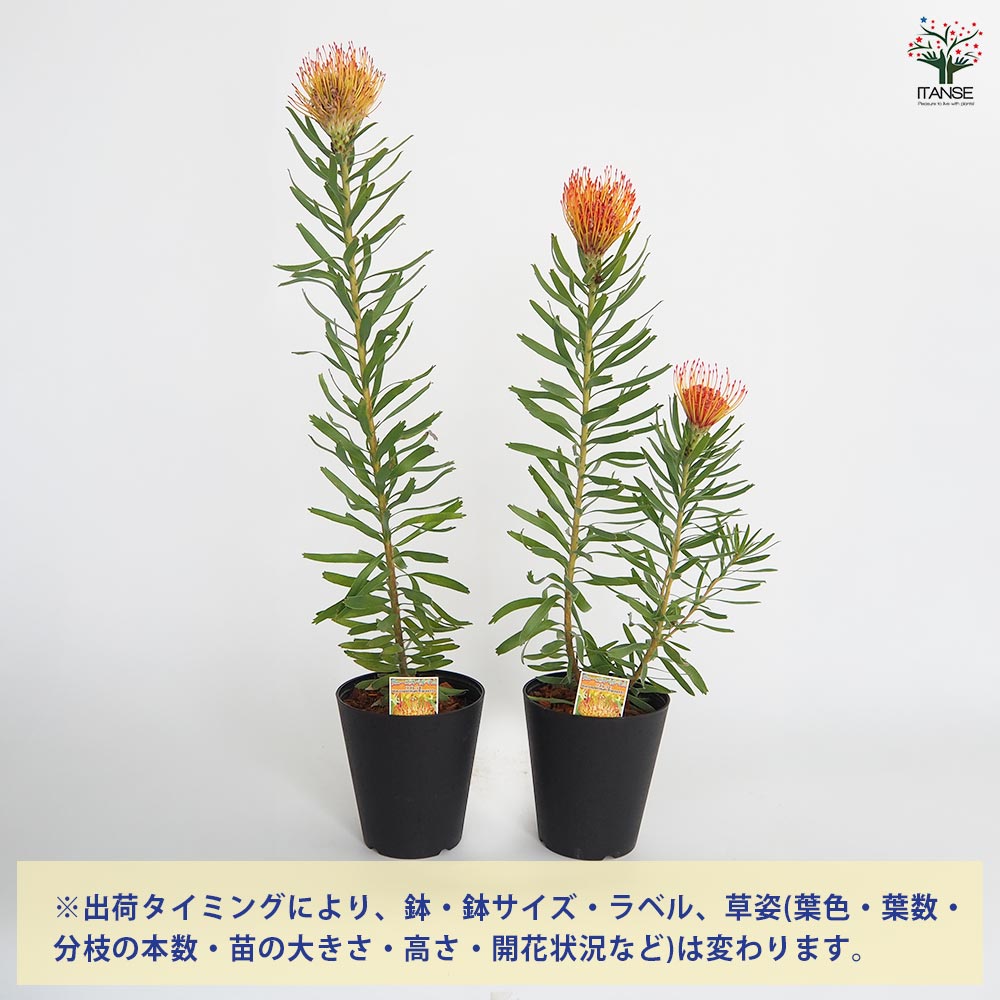 リューコスペルマム リゴレット 【花木苗 6号／1個売り