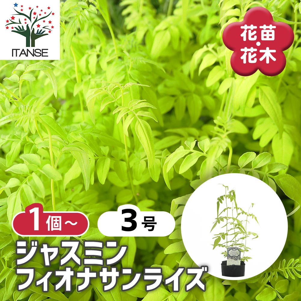 ジャスミン フィオナサンライズ