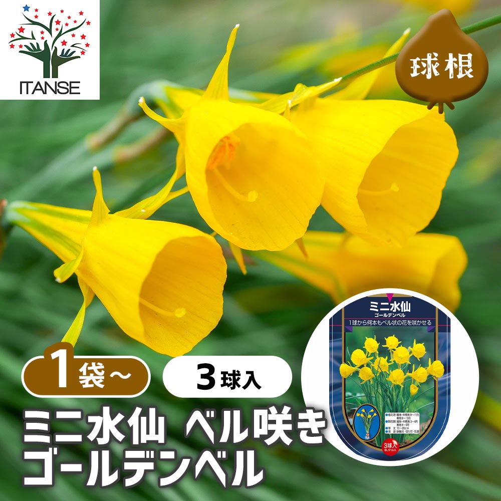 ミニ水仙ベル咲き ゴールデンベル