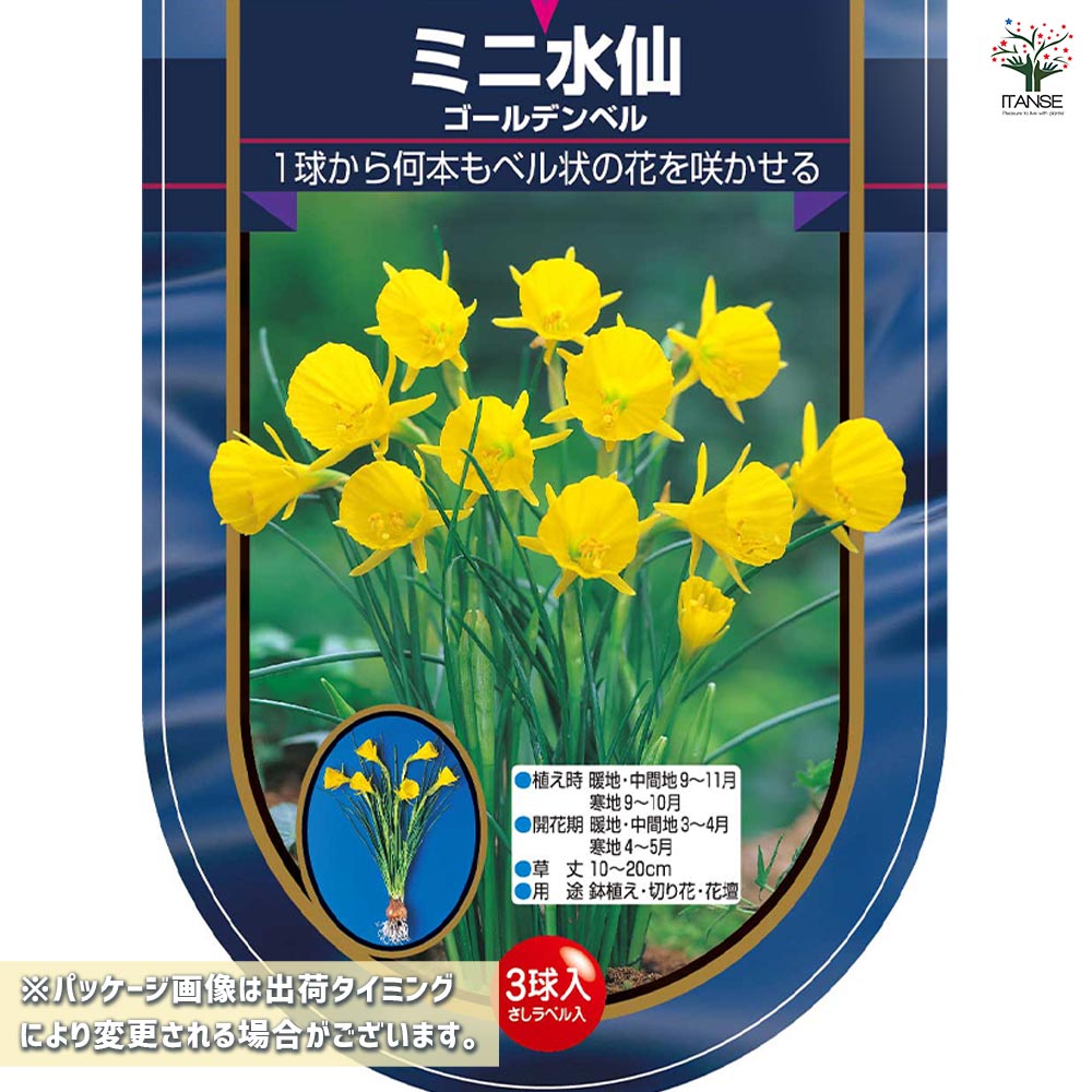 球根 水仙ベル咲きミニ ゴールデンベル 【花球根 3球】