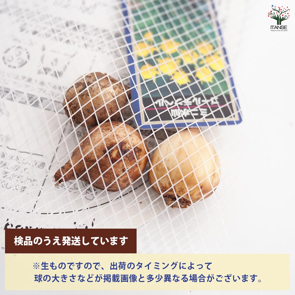 球根 水仙ベル咲きミニ ゴールデンベル 【花球根 3球】