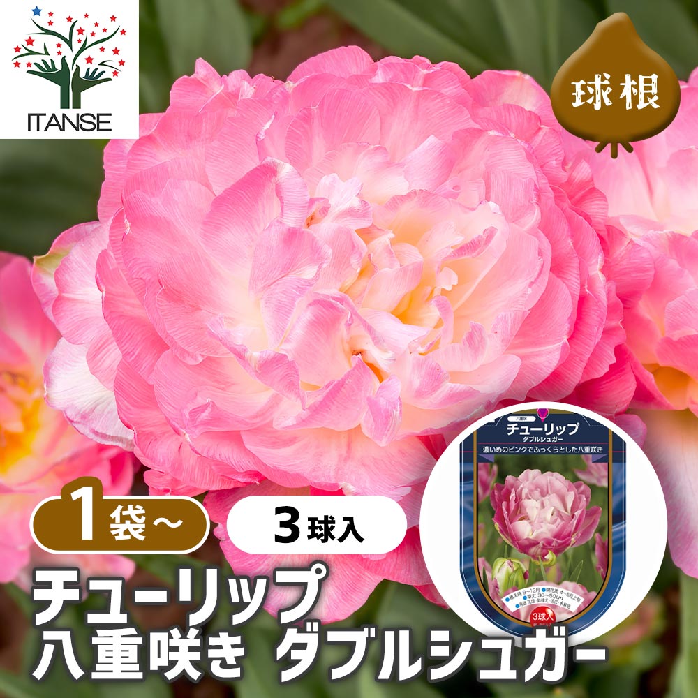 花球根 チューリップ 八重咲き ダブルシュガー 【花球根 3球