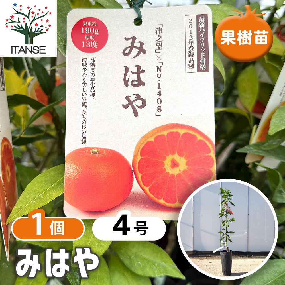 ハイブリット柑橘の苗 みはや 【果樹の苗木 4号／1個売り】｜ 【植物の