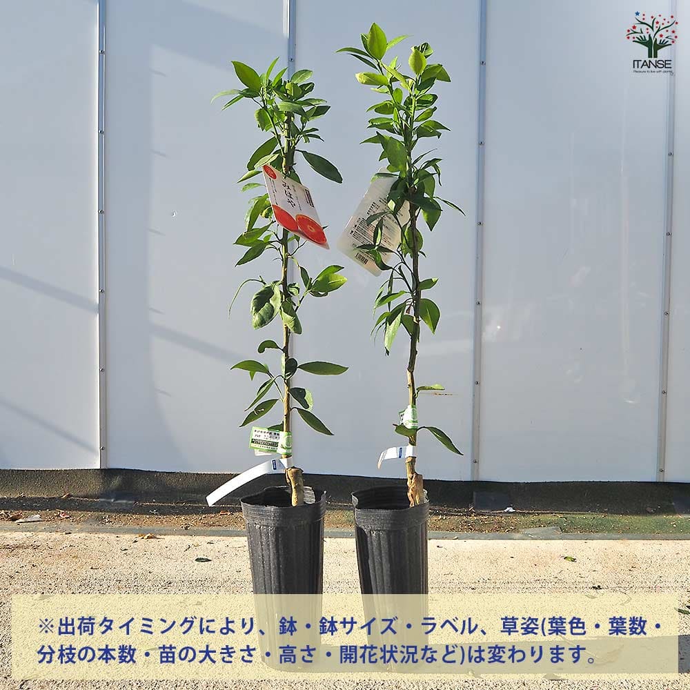 ハイブリット柑橘の苗 みはや 【果樹の苗木 4号／1個売り】｜ 【植物の