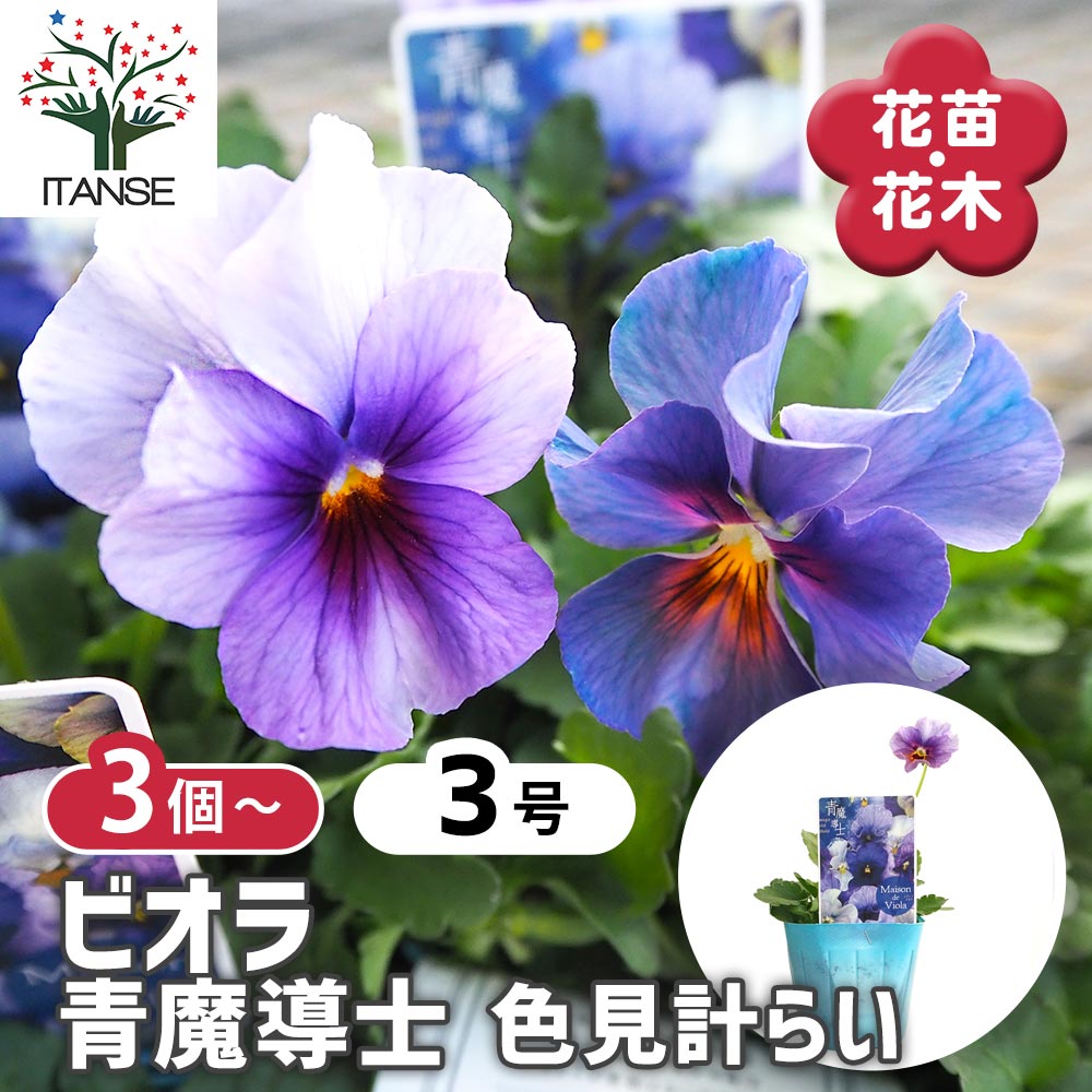 ビオラ 青魔導士 色見計らい3個～ 【花苗 3号】