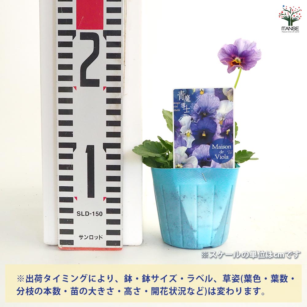 ビオラ 青魔導士 色見計らい3個～ 【花苗 3号】