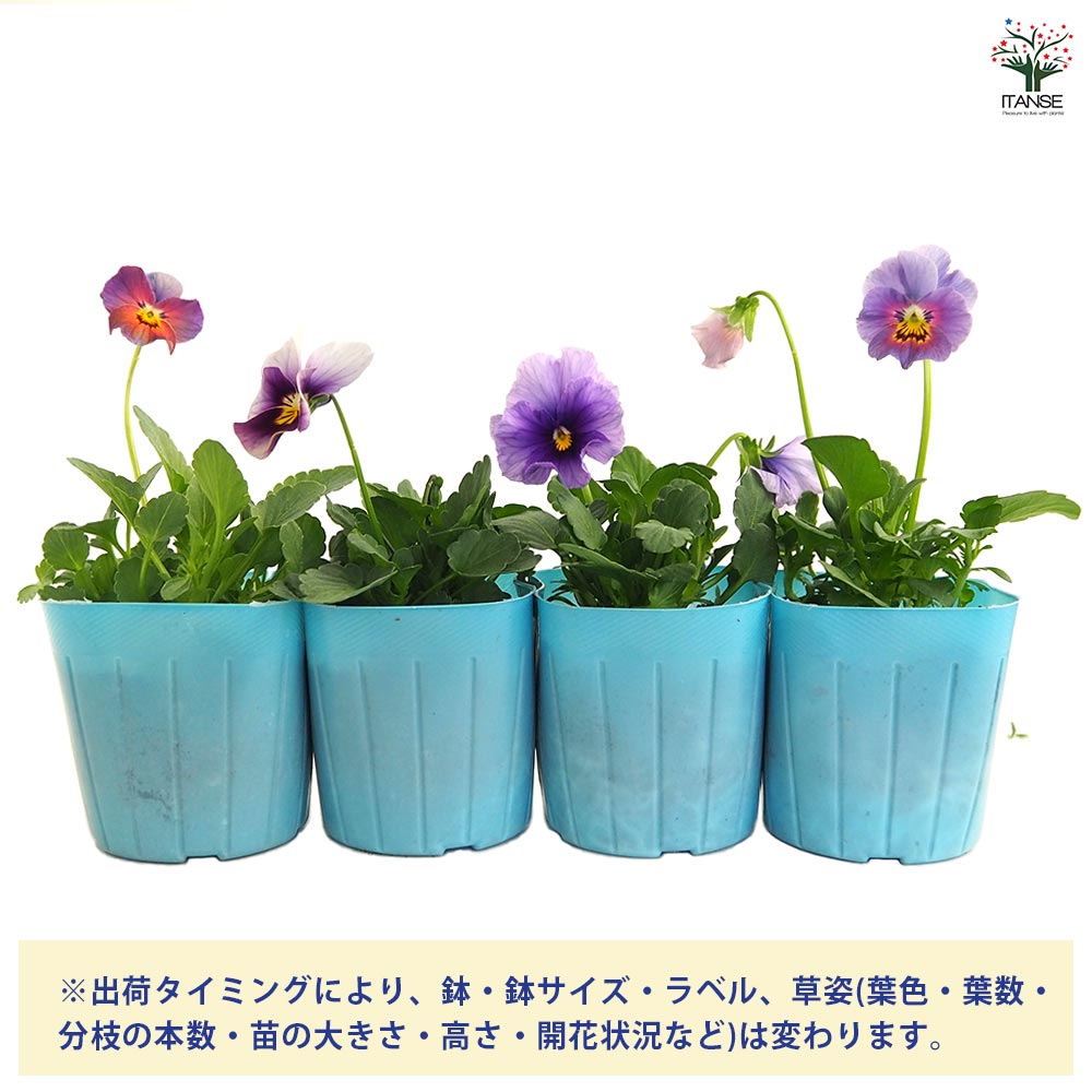 ビオラ 青魔導士 色見計らい3個～ 【花苗 3号】