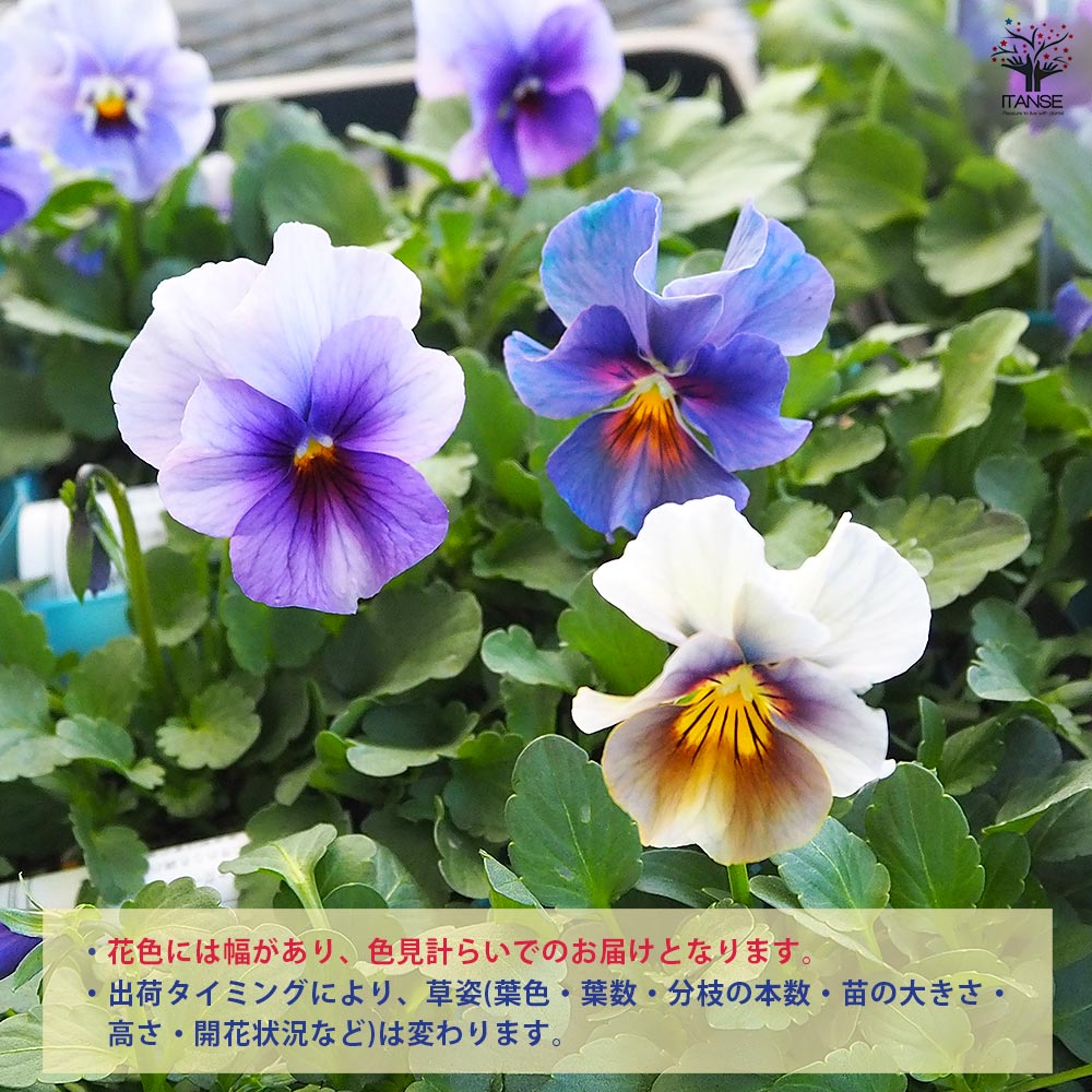 ビオラ 青魔導士 色見計らい3個～ 【花苗 3号】