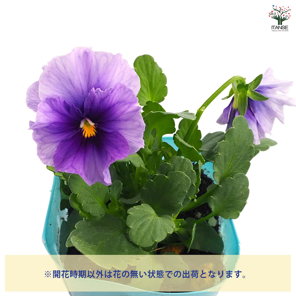 ビオラ 青魔導士 色見計らい3個～ 【花苗 3号】