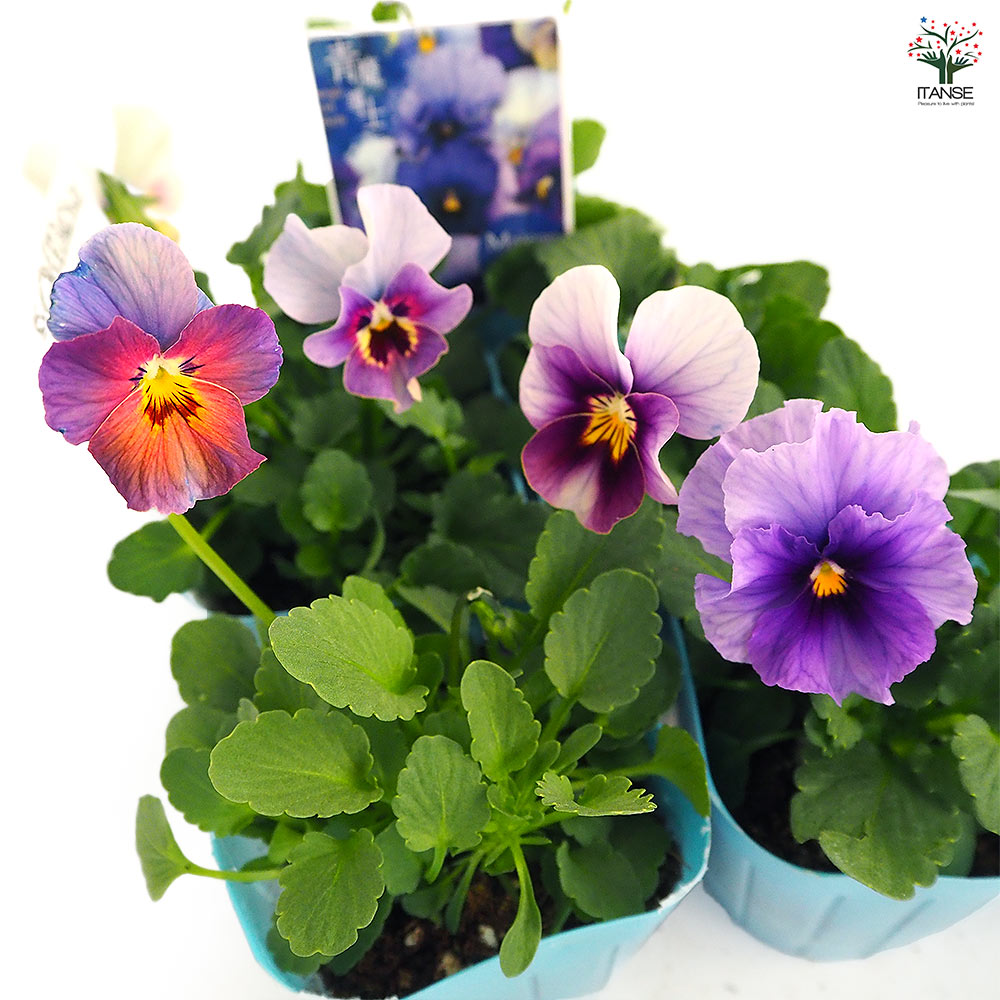 ビオラ 青魔導士 色見計らい3個～ 【花苗 3号】｜ 【植物の