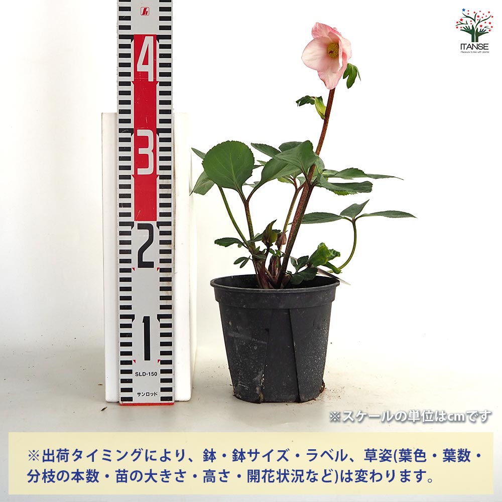 クリスマスローズ 雪の妖精 【花苗 5号／1個売り】