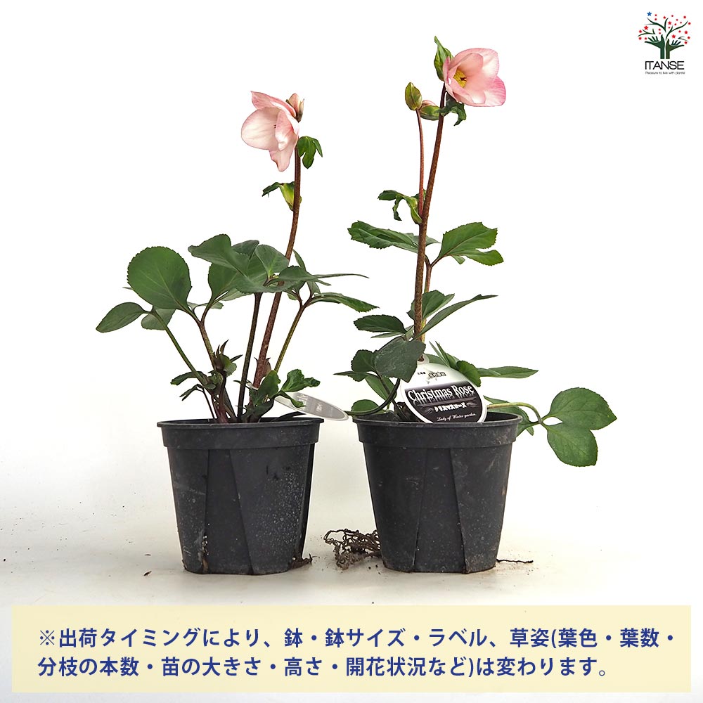 クリスマスローズ 雪の妖精 【花苗 5号／1個売り】｜ 【植物の
