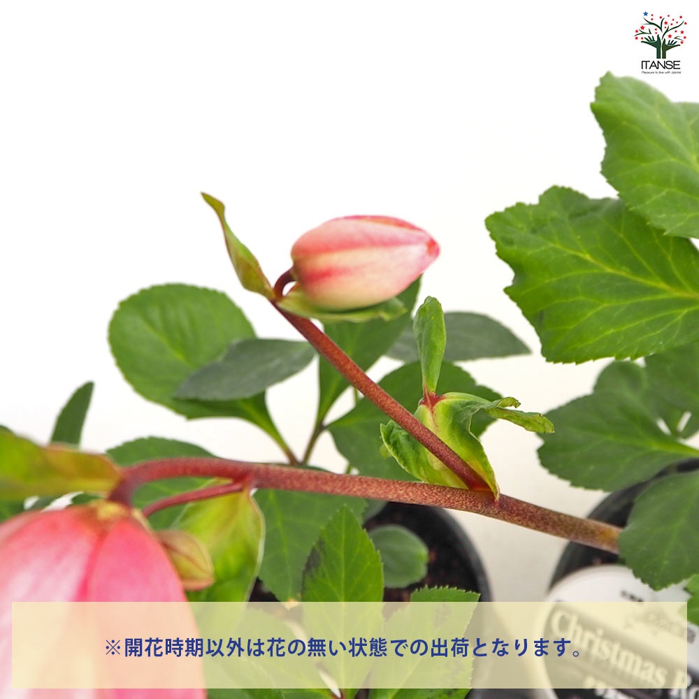 クリスマスローズ 雪の妖精 【花苗 5号／1個売り】