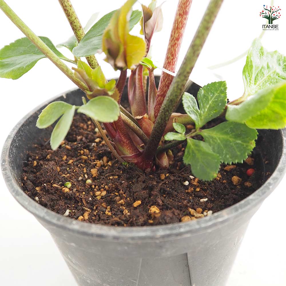 クリスマスローズ 雪の妖精 【花苗 5号／1個売り】