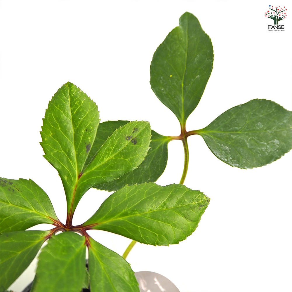 クリスマスローズ 雪の妖精 【花苗 5号／1個売り】