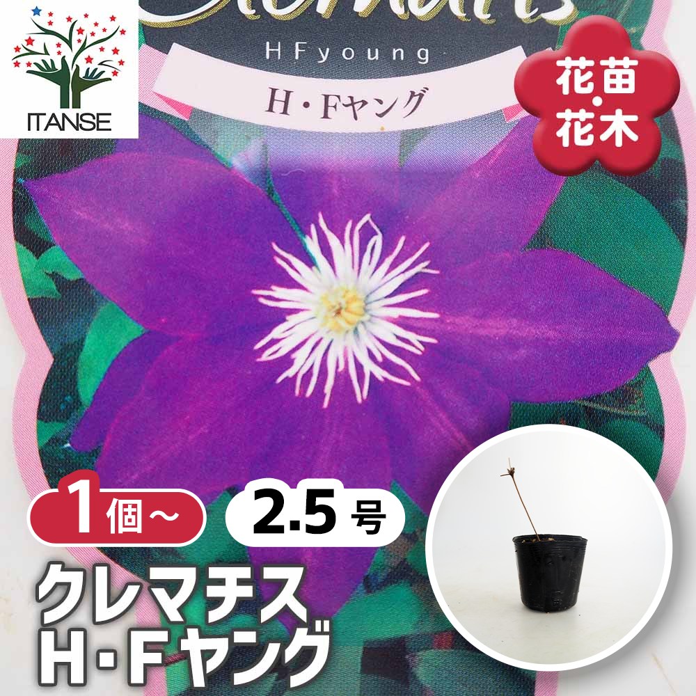 クレマチス H Fヤング 【花苗 2.5号】｜ 【植物のITANSE】全品