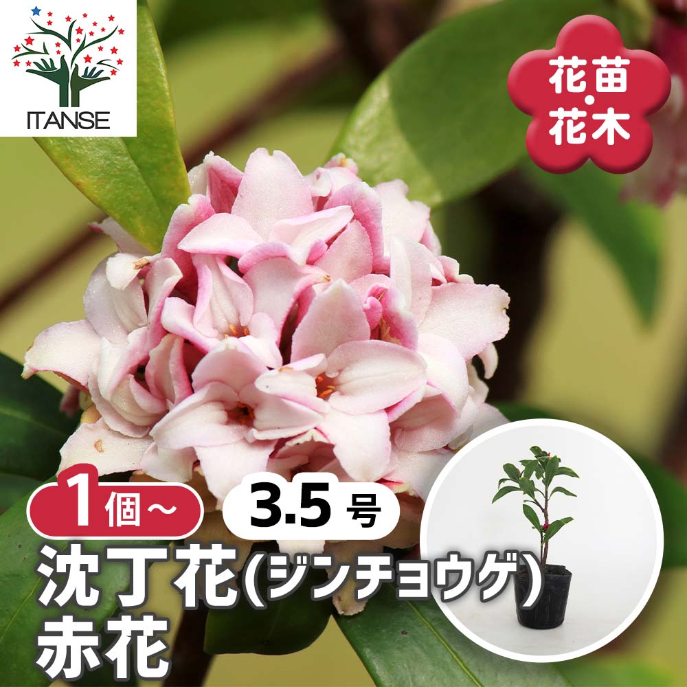 沈丁花 (ジンチョウゲ) 赤花 【花木苗 3.5号】｜ 【植物のITANSE