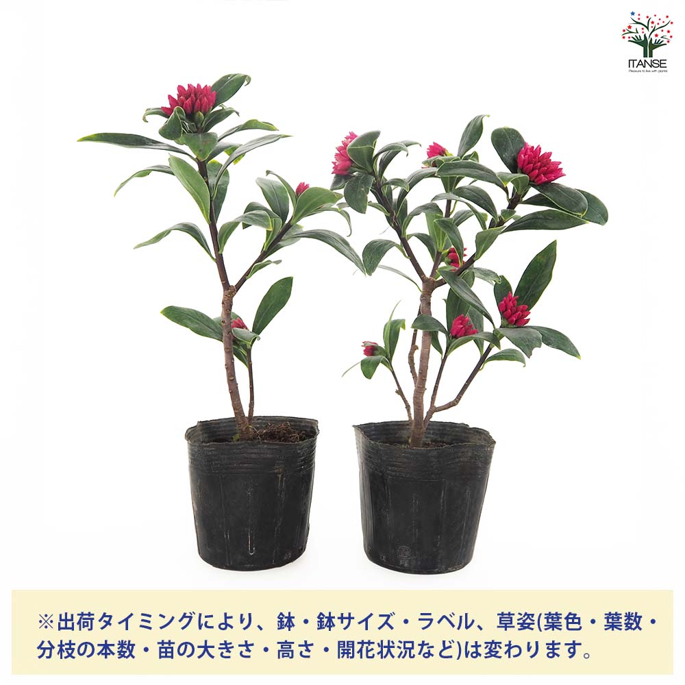 沈丁花 (ジンチョウゲ) 赤花 【花木苗 3.5号】｜ 【植物のITANSE