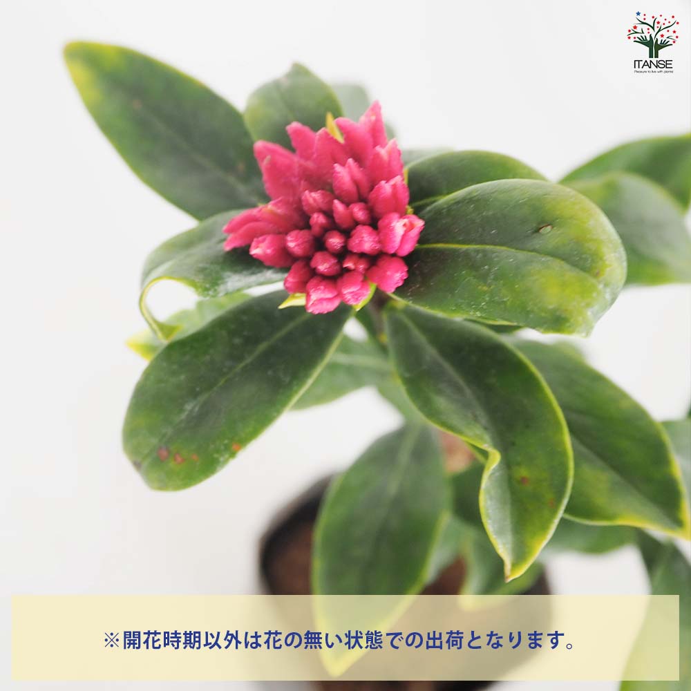 沈丁花 (ジンチョウゲ) 赤花 【花木苗 3.5号】｜ 【植物のITANSE