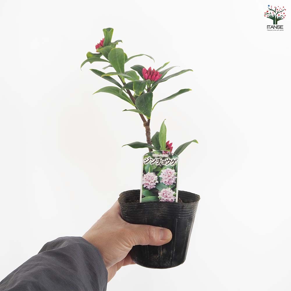 沈丁花 (ジンチョウゲ) 赤花 【花木苗 3.5号】｜ 【植物のITANSE