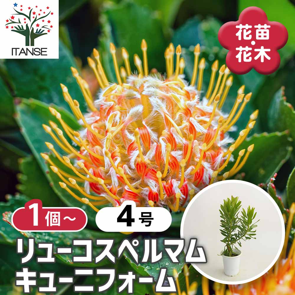 リューコスペルマム キューニフォーム 【花木苗 4号】｜ 【植物の