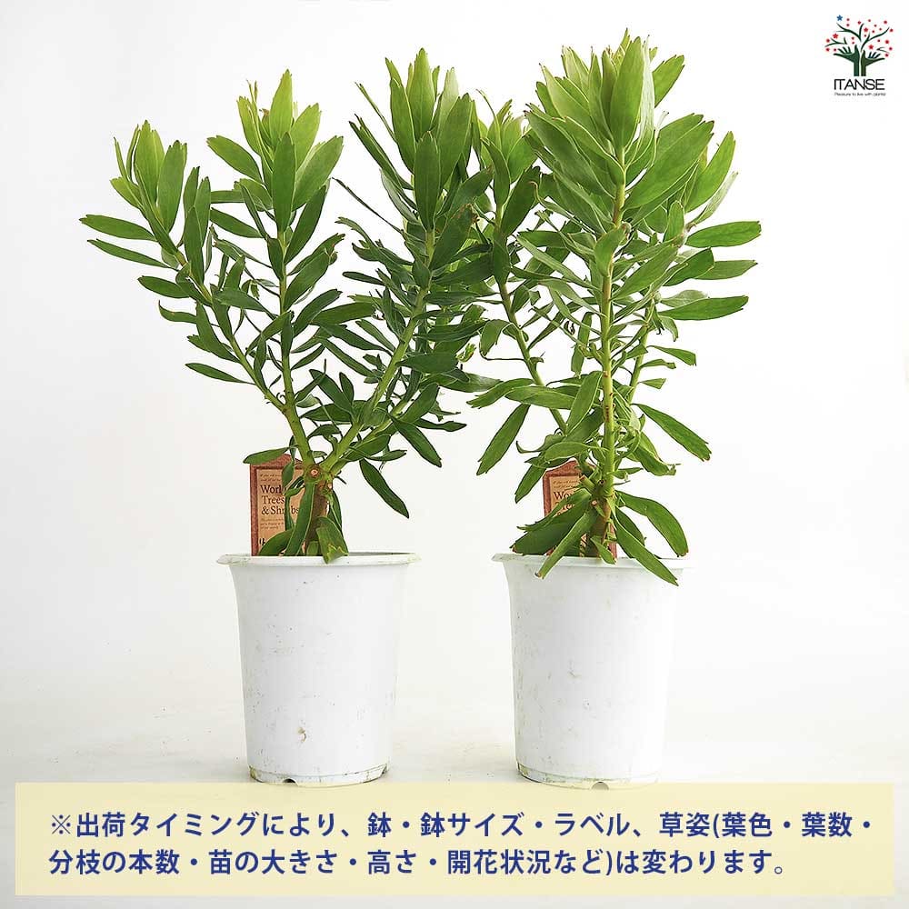 リューコスペルマム キューニフォーム 【花木苗 4号】｜ 【植物の