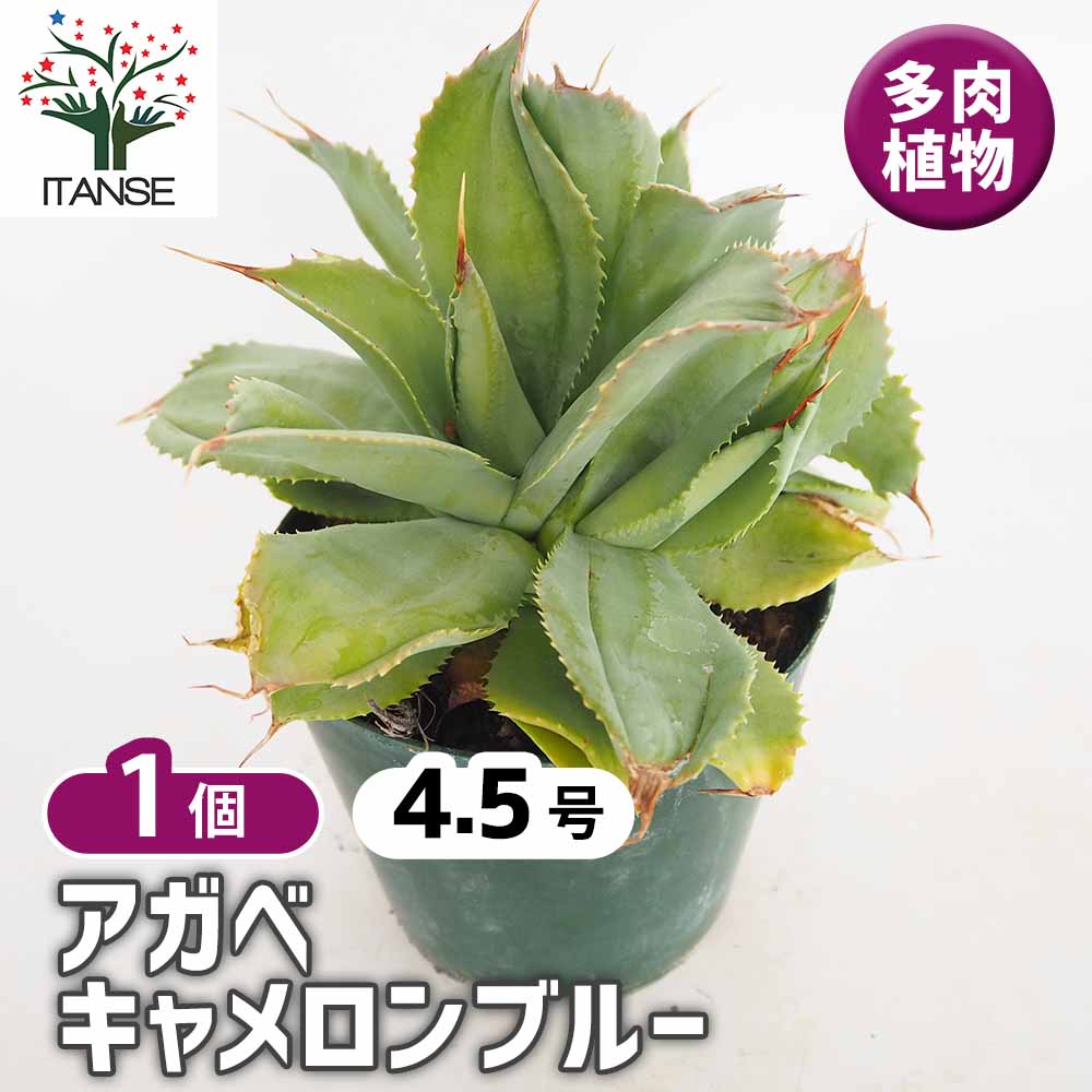 アガベ キャメロンブルー 【多肉植物 4.5号/1個売り】| 【植物 アガベ キャメロンブルー 【多肉植物 4.5号/1個売り】| 【植物
