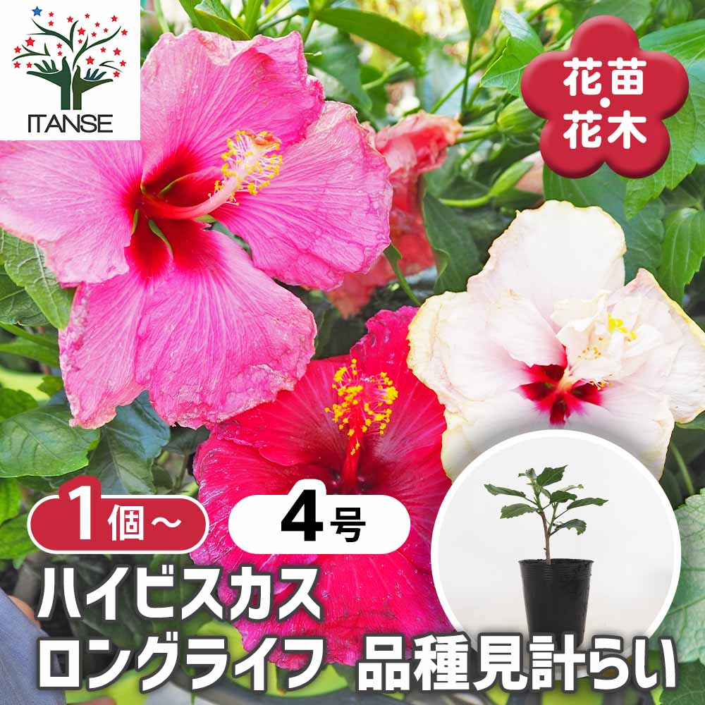 ※ 専用・依頼品 ※ ハイビスカス　苗　大輪　1苗 14dcd234aebda83ce1cc6d25247c20