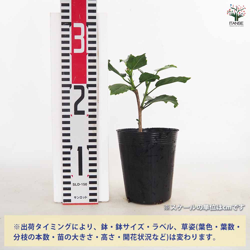 ハイビスカス ロングライフ品種見計らい 【花木苗 4号】