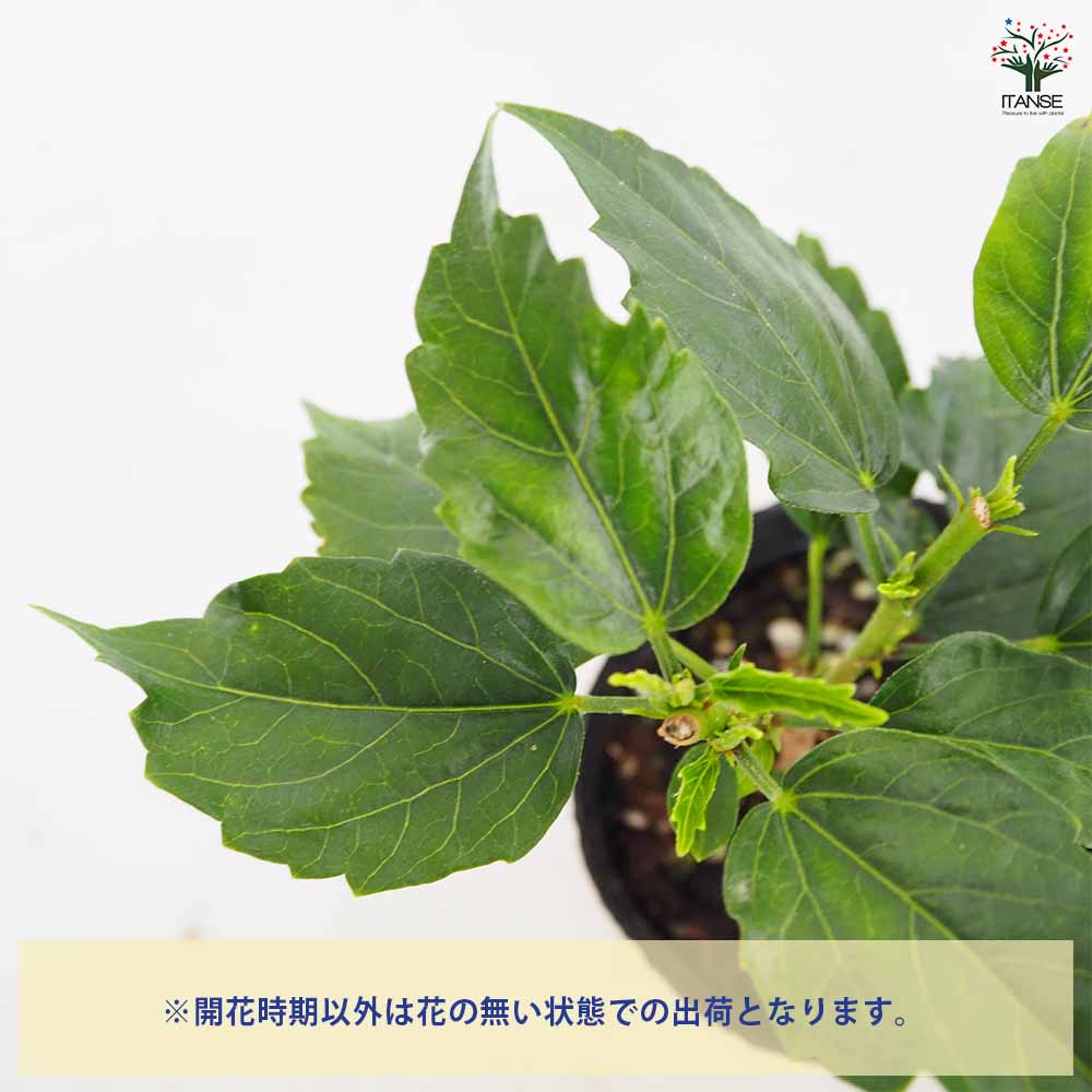 ハイビスカス ロングライフ品種見計らい 【花木苗 4号】