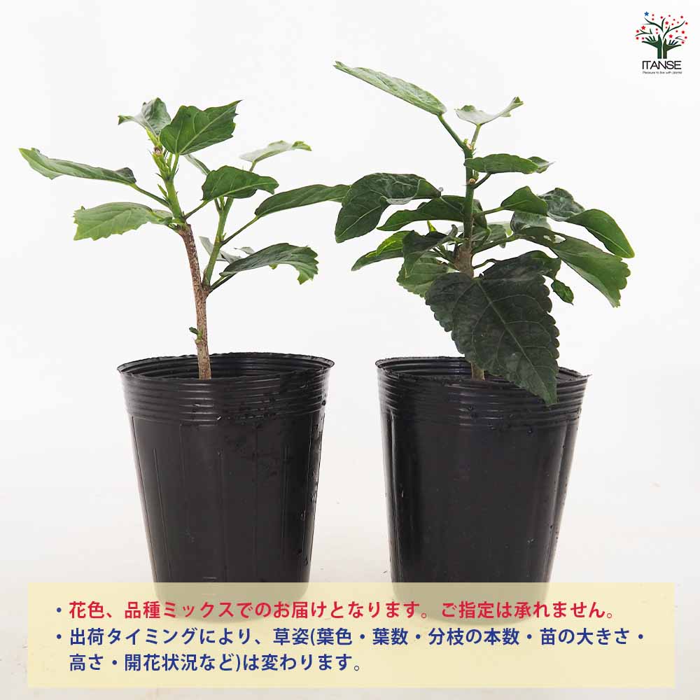 ハイビスカス　苗　大輪　花木　1苗　限定品　観葉植物 ガーデン ハイビスカス○(ピンク)大輪 一日花 毎日花摘みで次々咲いて