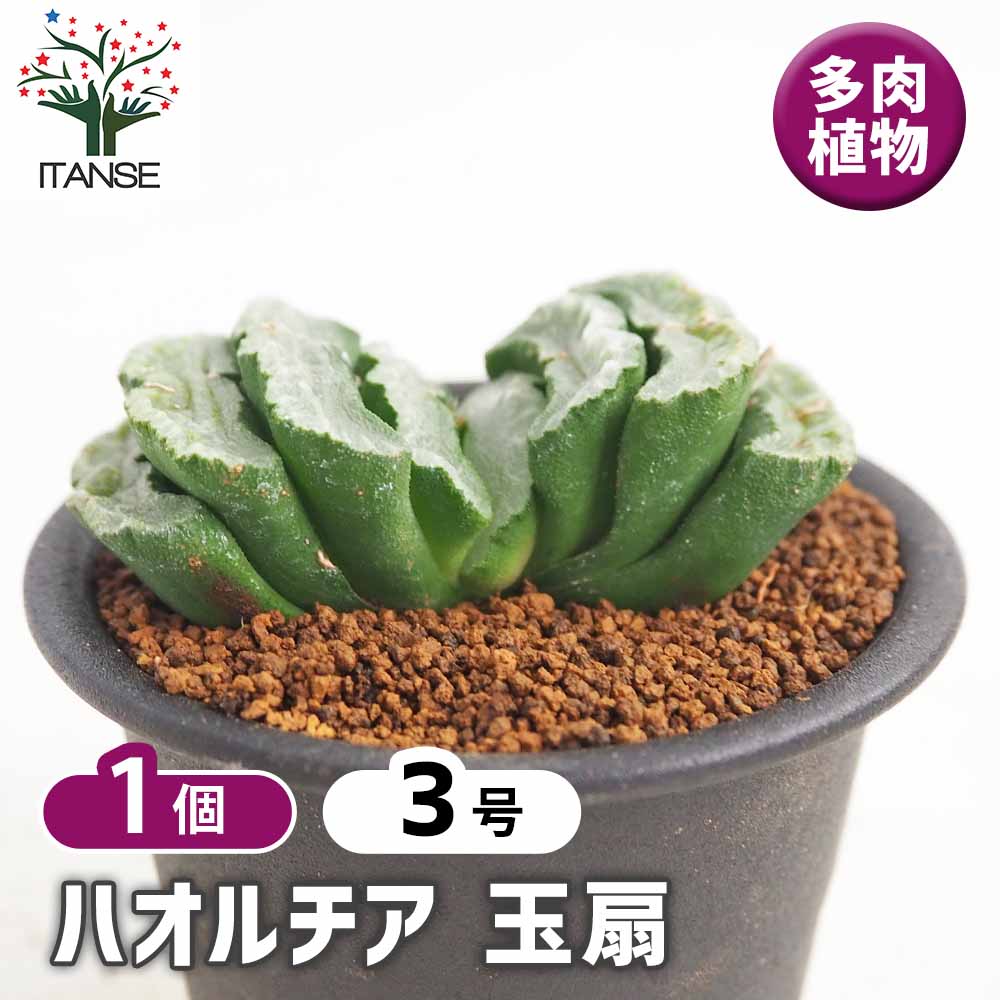 ハオルチア 玉扇 【多肉植物 3号／1個売り】｜ 【植物のITANSE
