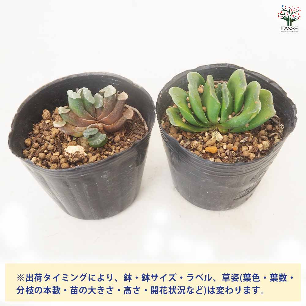 ハオルチア 玉扇 【多肉植物 3号／1個売り】｜ 【植物のITANSE