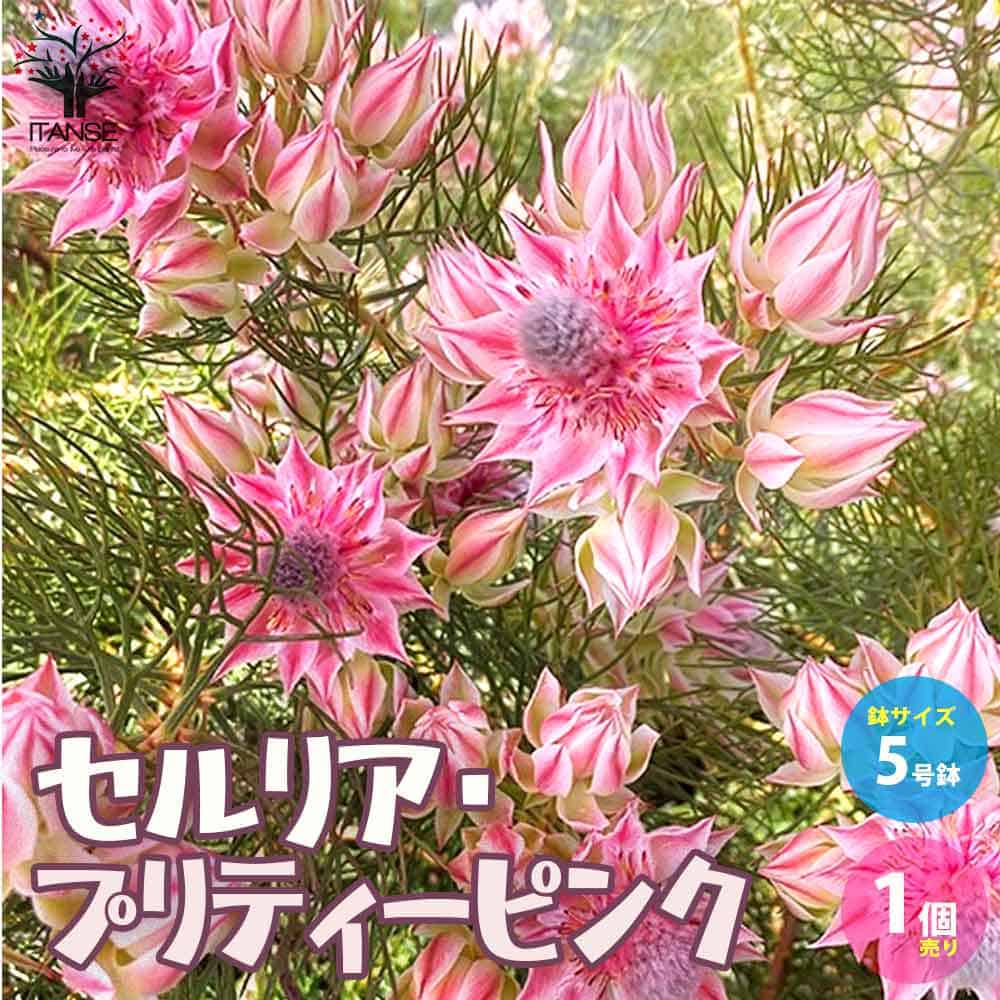セルリア・プリティーピンク【庭木 5号鉢／1個売り】｜ 【植物の