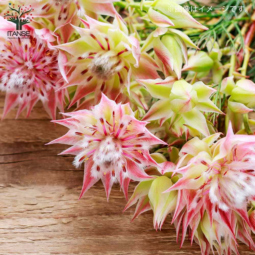 セルリア・プリティーピンク【庭木 5号鉢／1個売り】｜ 【植物の