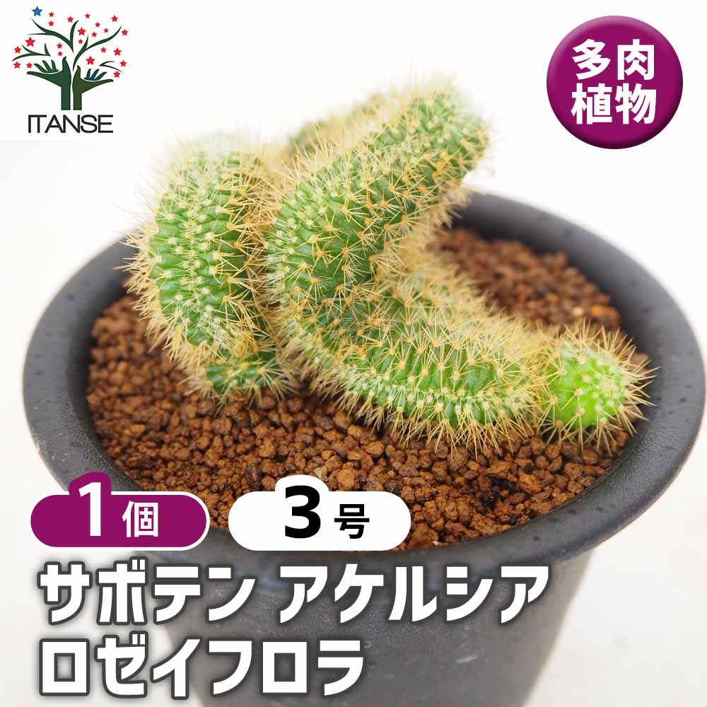 サボテン アケルシア ロゼイフロラ 【多肉植物 3号/1個売り】