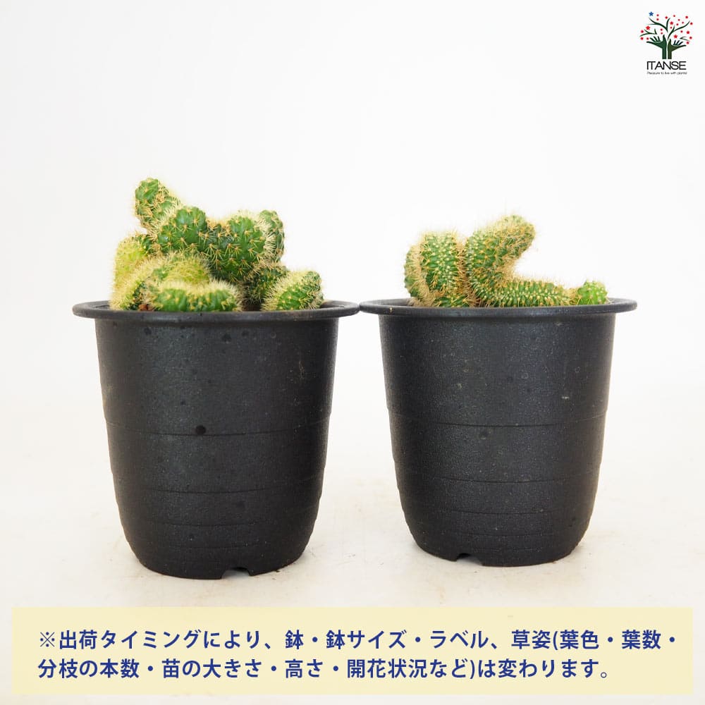 サボテン アケルシア ロゼイフロラ 【多肉植物 3号/1個売り】
