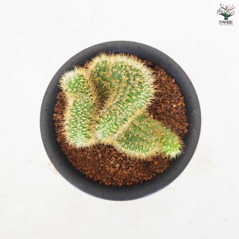 サボテン アケルシア ロゼイフロラ 【多肉植物 3号/1個売り】