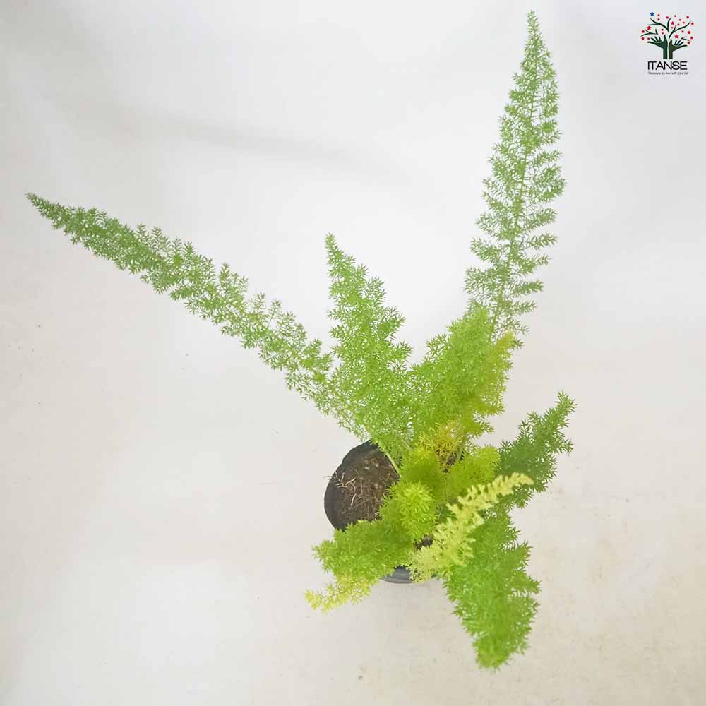 アスパラガス メイリー 【 観葉植物 5号 ／1個売り 】｜ 【植物の